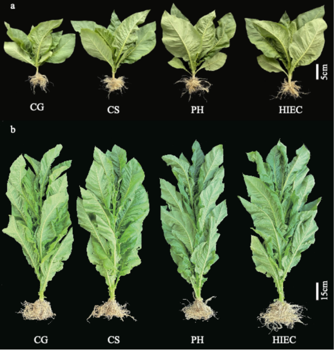 tobacco growing conditions Effect of root promoter on tobacco (Nicotiana tabacum L.) growth and  nutrient accumulation at Hunan Province, China