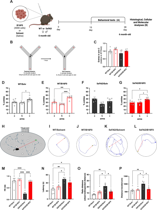 Melanoma cell inoculation improves cognitive impairment in the 