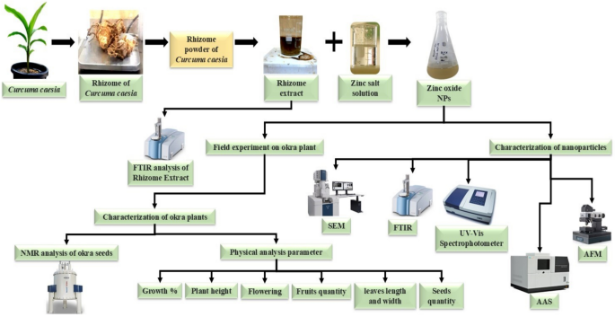 Synthesis and characterization of Curcuma Caesia plant root extract-mediated ZnO nanoparticles: efficacy as soil conditioner and plant growth promoter