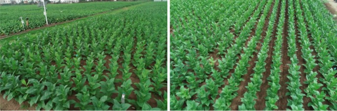 tobacco leaf size What does change in plant mean? They produce abundant gorgeous A novel leaf counting method