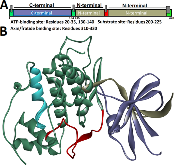 ipamorelin reconstitution and dosage How Much Bac Water for 5mg Ipamorelin? Mixing Guide & Dosage