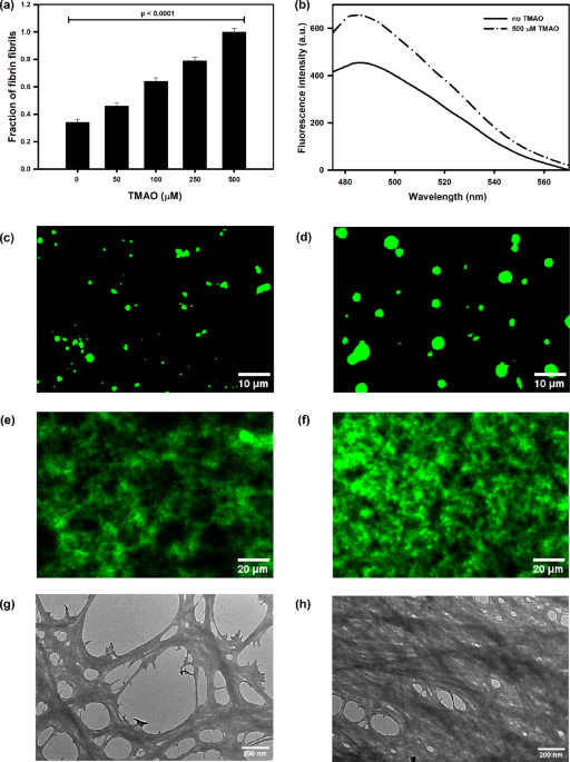does l carnitine cause blood clots Gut metabolite TMAO and its structural analogs bind to fibrinogen thereby enhancing clot formation: a rationale for atherosclerosis risk