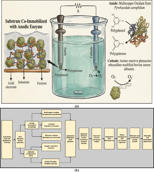 An enzymatic BioBattery based on multicopper oxidases with reduced substrate diffusion constraints for sustainable energy harvesting