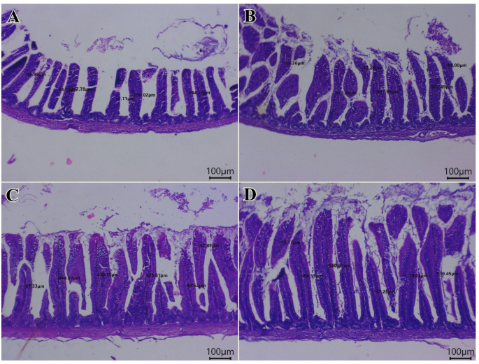 Dietary Spirulina platensis phycocyanin enhances growth performance, antioxidant status, and immune-related gene expression in Japanese quails (Coturnix japonica)