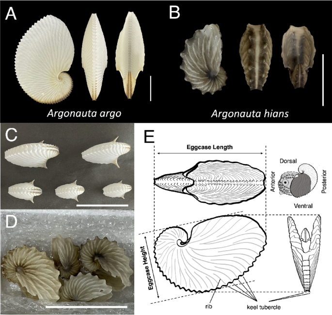 Microstructural insights into the functional morphology and formation logic of spherulitic–fibrous prismatic architecture in the shell–like eggcase of the argonaut octopods