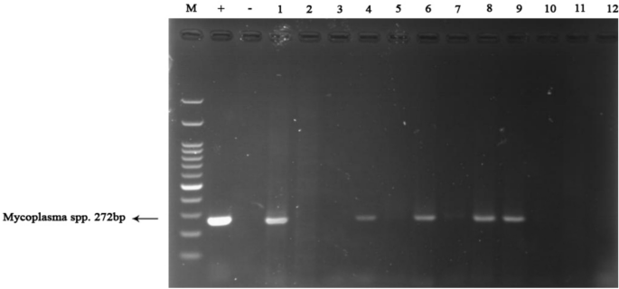 Detection and antimicrobial susceptibility of genital mycoplasmas in women and men, with 23S rRNA and parC mutation analysis in Mycoplasma genitalium