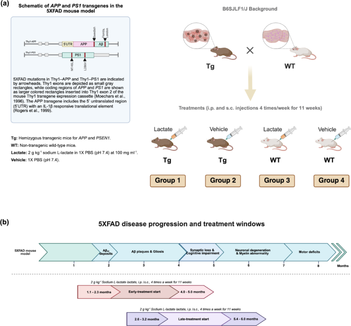 Lactate treatment improves brain biochemistry and cognitive function in transgenic Alzheimer's and wild-type mice