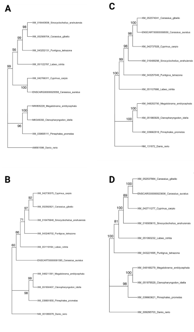 Molecular and immunohistochemical characterization of intestinal macrophages subsets in goldfish