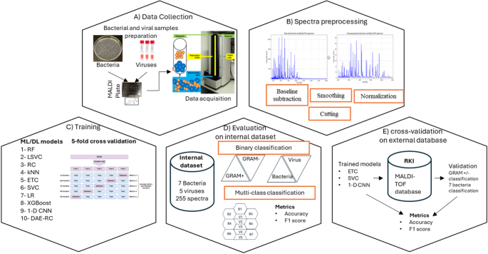 Enhanced classification and identification of bacterial and viral microorganisms by integration of MALDI-TOF mass spectrometry with artificial intelligence Enhanced classification and identification of bacterial and viral microorganisms by integration of MALDI-TOF mass spectrometry with artificial intelligence