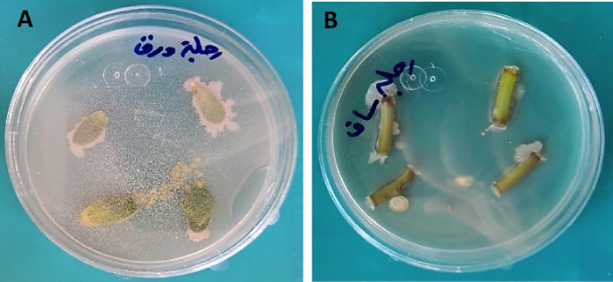 Biocontrol potentiality and plant growth-promoting traits of endophytic Enterobacter cloacae RO2 remoted from Portulaca oleracea L. in opposition to Bipolaris sorokiniana