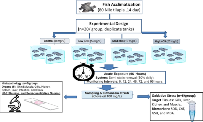 Dose-dependent acute toxicity of chitosan nanoparticles with dual assessment of multisystem toxicopathology and oxidative stress biomarkers in Nile tilapia | Scientific Reports Dose-dependent acute toxicity of chitosan nanoparticles with dual assessment of multisystem toxicopathology and oxidative stress biomarkers in Nile tilapia | Scientific Reports
