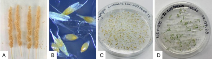Institution of an in vitro tradition and regeneration protocol for the native Chilean grass Polypogon australis Brong
