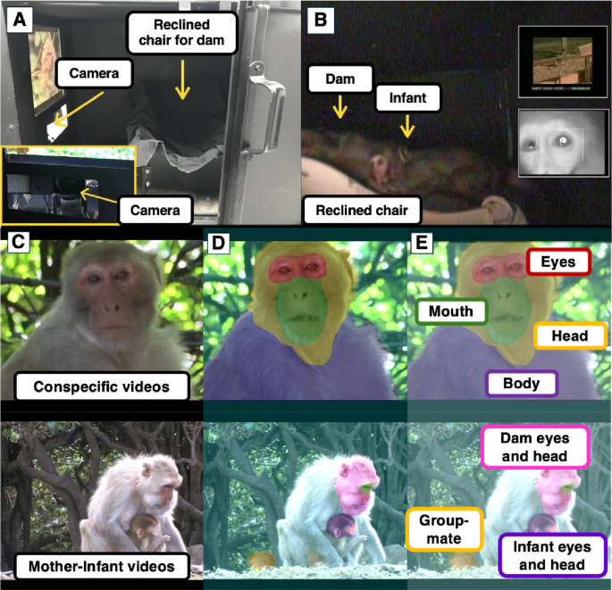 Matrilineal social rank is associated with patterns of attention to social scenes in male infant rhesus macaques