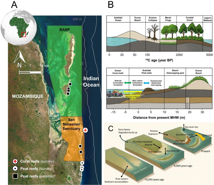 Ancient terrestrial forests reborn as modern marine ecosystems under shifting sea levels