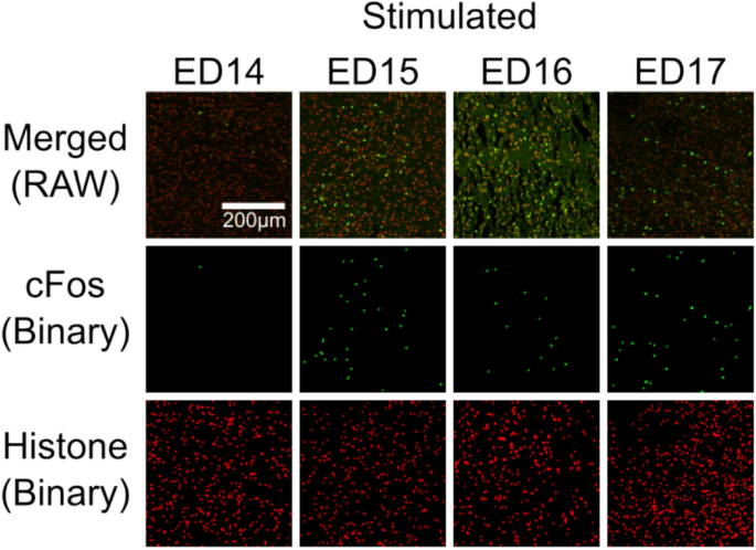 Hypothalamic c-Fos expression changes during late chicken embryonic development and increases following experimental stimulation
