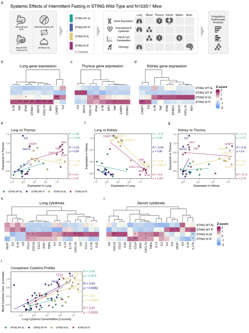 Intermittent fasting modulates immune signatures but not TNF-dependent pathology in mice with constitutive STING activation