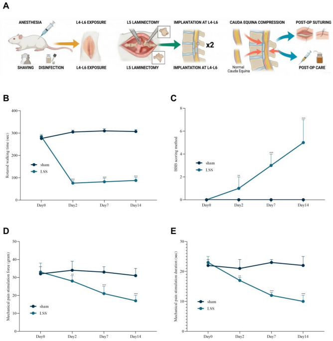 Early Nrf2/HO-1 signaling activation following surgical decompression in a rat model of lumbar spinal stenosis-induced neurogenic intermittent claudication