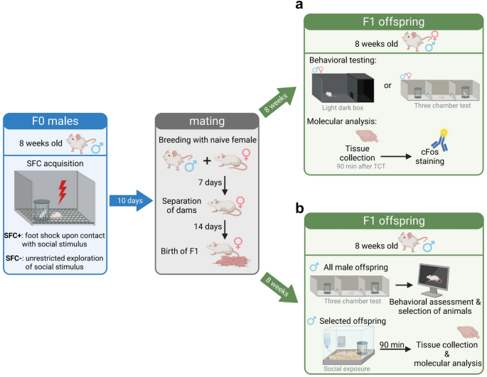 Paternal social fear conditioning drives sex-specific behavioral alterations and septal gene regulation