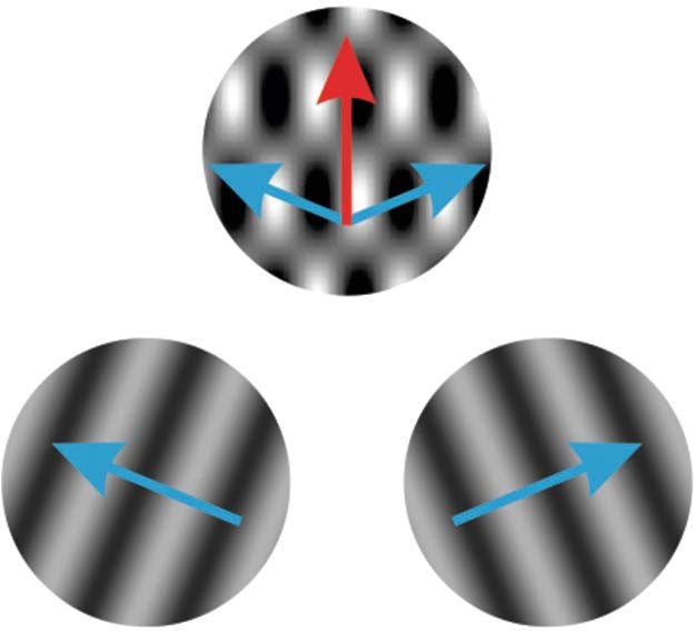 Seeing plaid: evidence of higher level motion processing found in the ferret