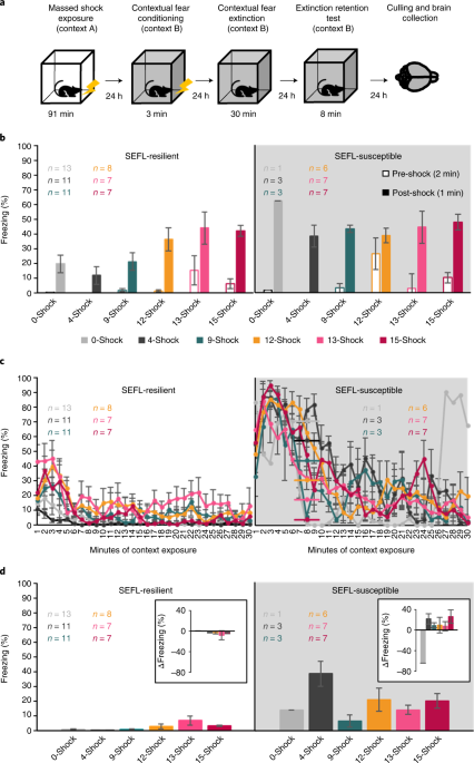 Refinement of the stress-enhanced fear learning model of post-traumatic stress disorder: a behavioral and molecular analysis