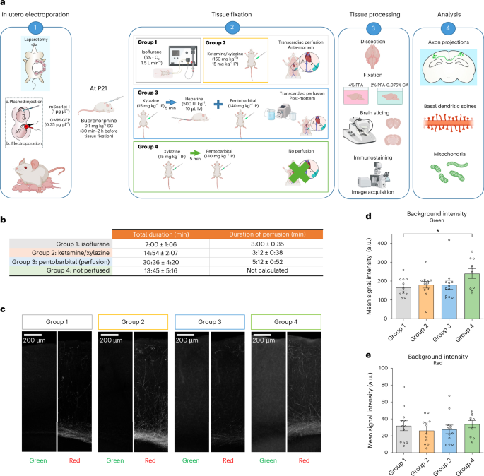 Comparative study of pre- and post-mortem perfusion of fixative for the ...