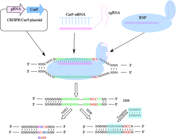 CRISPR/Cas9 – An evolving biological tool kit for cancer biology and  oncology | npj Precision Oncology