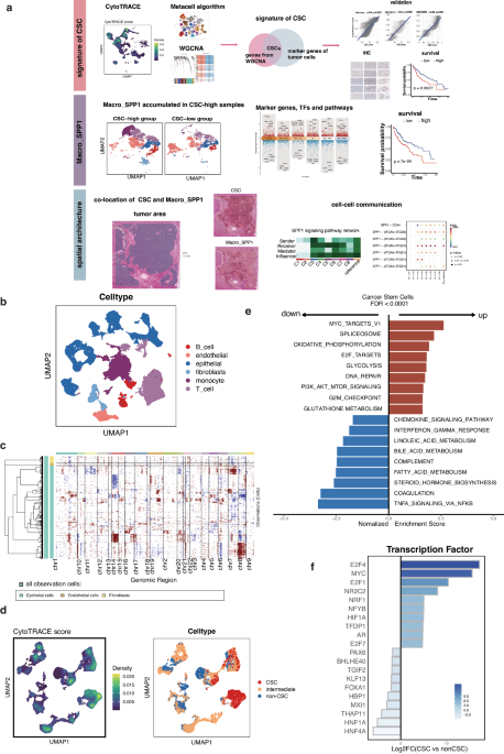 Single-cell and spatial analyses revealed the co-location of cancer stem  cells and SPP1+ macrophage in hypoxic region that determines the poor  prognosis in hepatocellular carcinoma | npj Precision Oncology