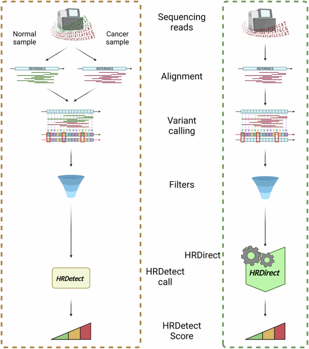 Prediction of homologous recombination deficiency identifies ...