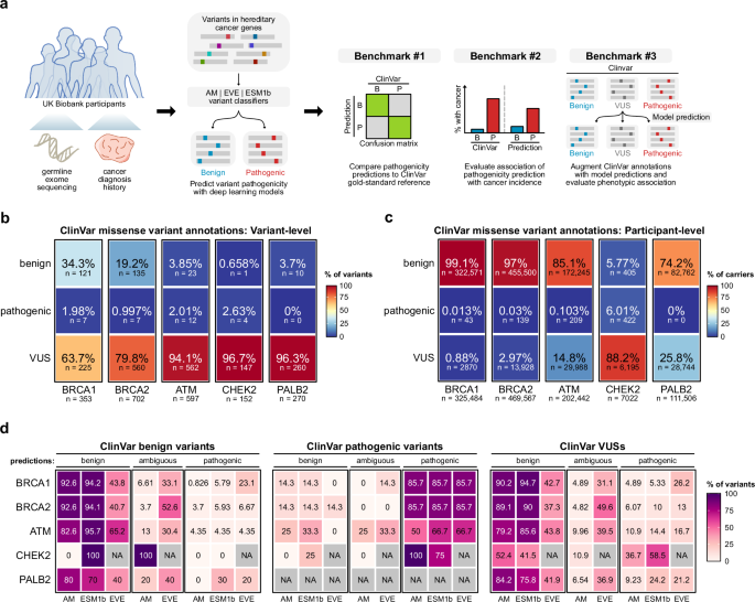 Phenotypic evaluation of deep learning models for classifying germline ...