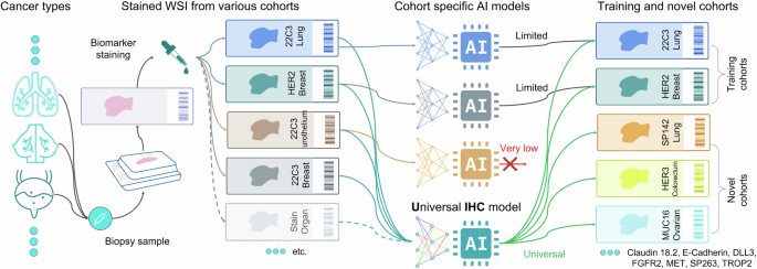 A Universal Deep-Learning Model for Immunohistochemical Staining Across Diverse Cancer Types