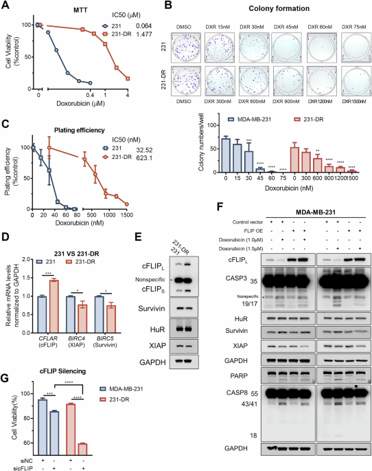 HuR inhibition overcomes cFLIP-mediated doxorubicin resistance in ...