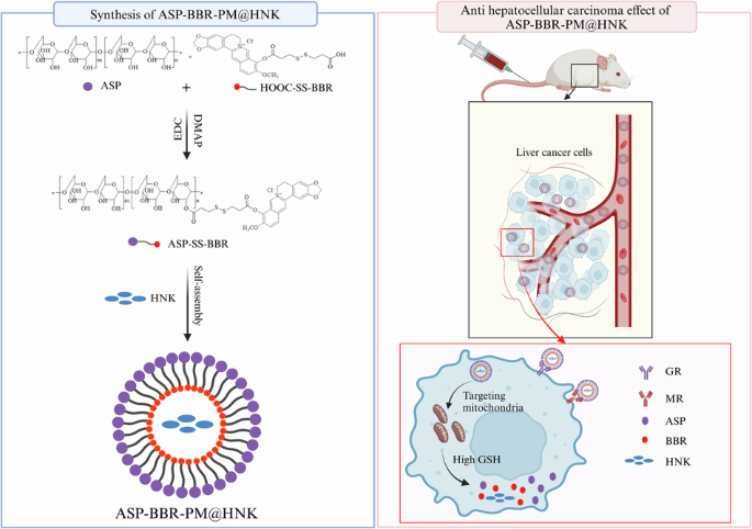 oral glutathione bioavailability liposomal evidence randomized trial Enhancing the of Using Innovative Analogue Approaches Why Liposomal Glutathione is a