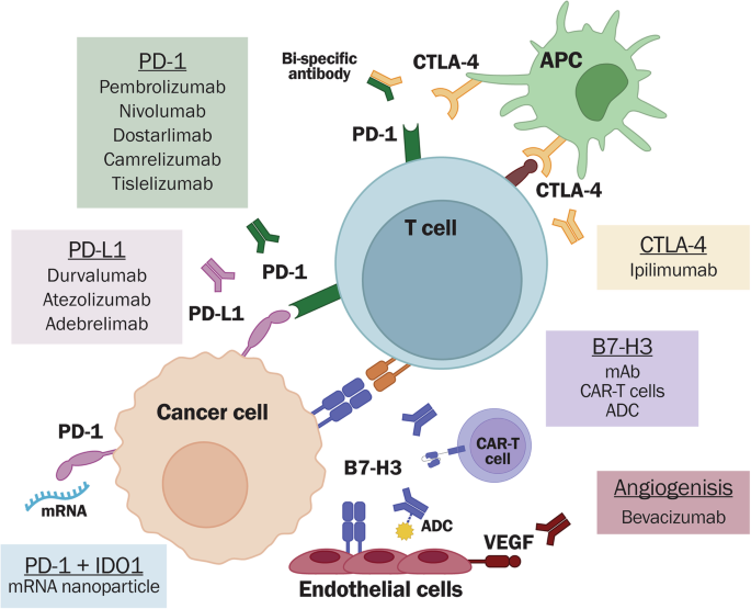 Immunotherapy in lung cancer brain metastases | npj Precision Oncology