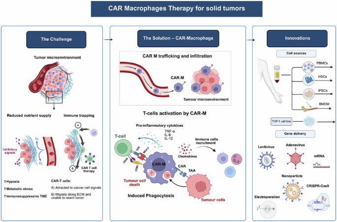 CAR-macrophages in solid tumors: promise, progress, and prospects | npj ...
