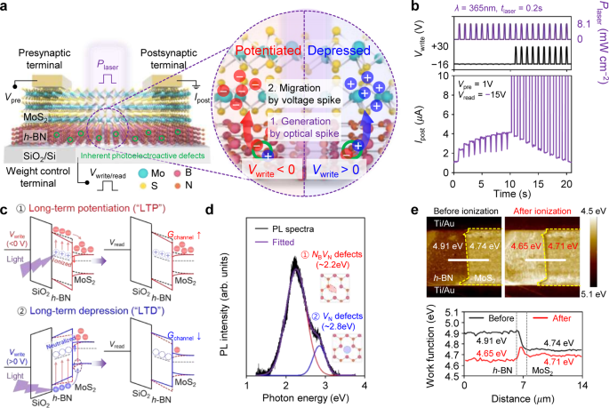 Artificial optoelectronic synapse based on spatiotemporal irradiation to  source‐sharing circuitry of synaptic phototransistors - Song - InfoMat -  Wiley Online Library