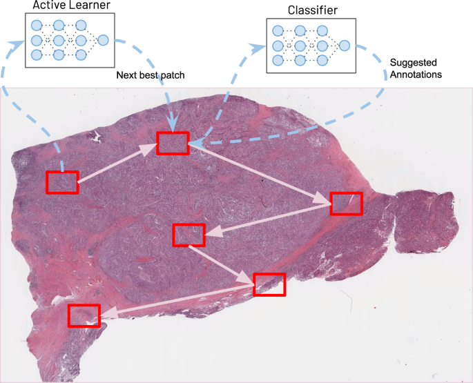 Biological data annotation via a human-augmenting AI-based labeling system  | npj Digital Medicine