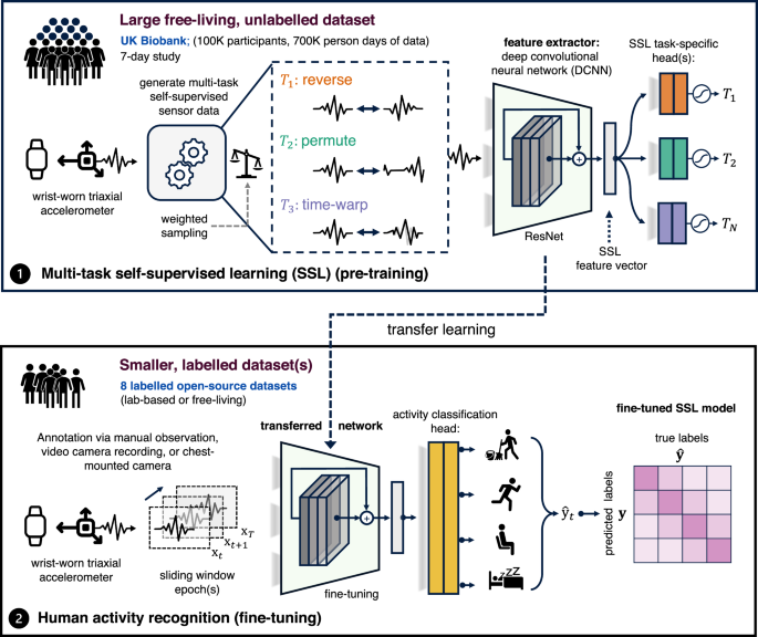 Self-supervised learning for human activity recognition using 700,000 person-days of wearable data