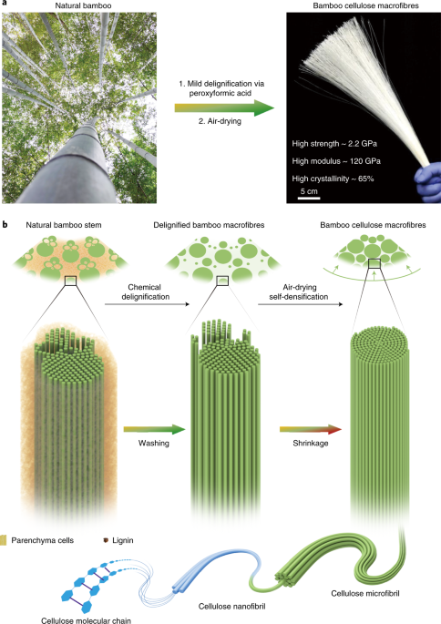 Sustainable high-strength macrofibres extracted from natural bamboo |  Nature Sustainability