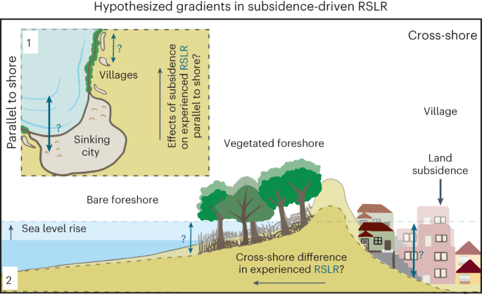 Subsidence reveals potential impacts of future sea level rise on inhabited  mangrove coasts