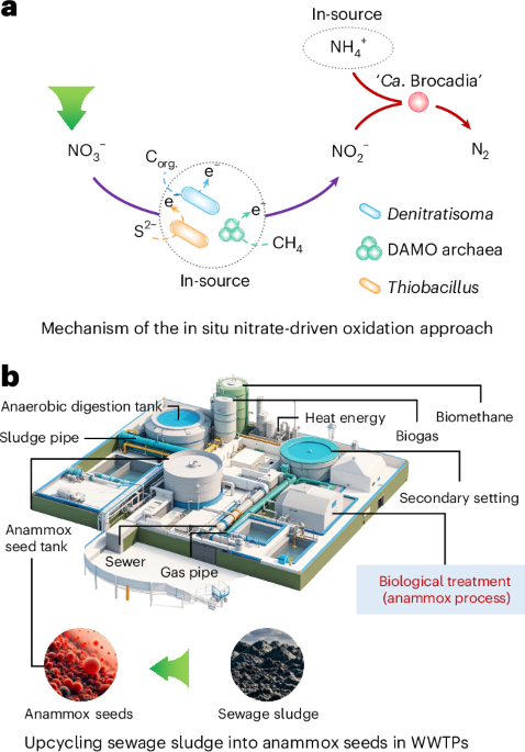 Adding nitrate to sewage sludge can drive robust anammox seed production