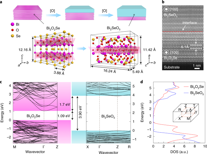A native oxide high-κ gate dielectric for two-dimensional electronics