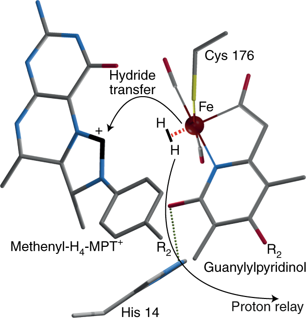 How Fe Hydrogenase Metabolizes Dihydrogen Nature Catalysis