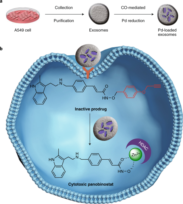 Exosomes for cell-targeted bioorthogonal catalysis | Nature Catalysis
