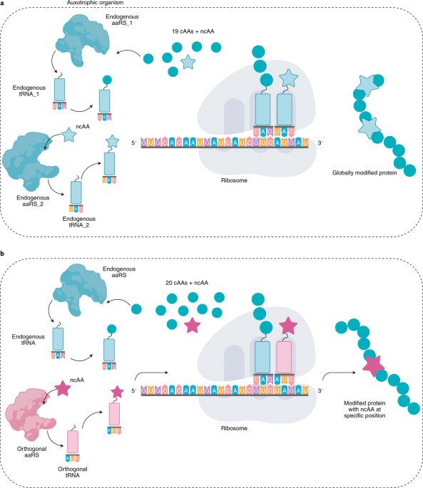Expanding The Enzyme Universe With Genetically Encoded Unnatural Amino Acids Nature Catalysis