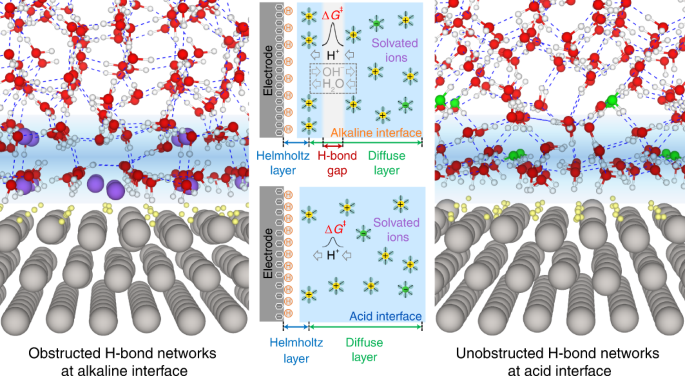 Hydrogen bond network connectivity in the electric double layer