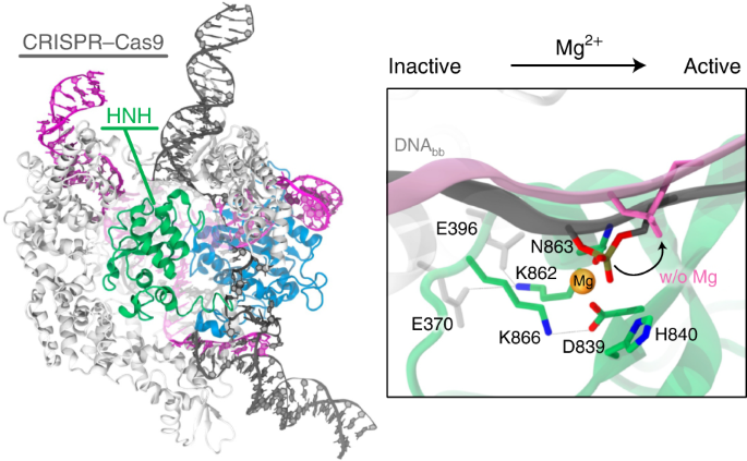 Principles of target dna cleavage and the role of mg2+ in the catalysis of crispr–cas9