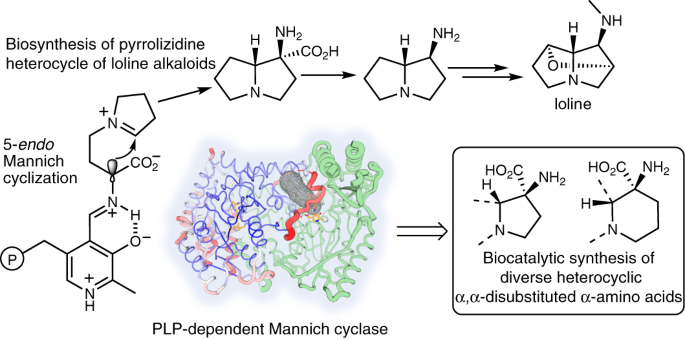 A pyridoxal 5′-phosphate-dependent Mannich cyclase | Nature Catalysis
