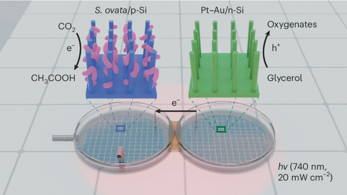 Advancements in Solar-Powered Artificial Photosynthesis