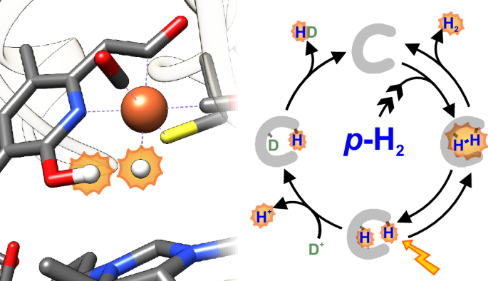 Unlocking the Mysteries of Hydrogenase Catalytic Cycle with Sensitivity-Enhanced NMR