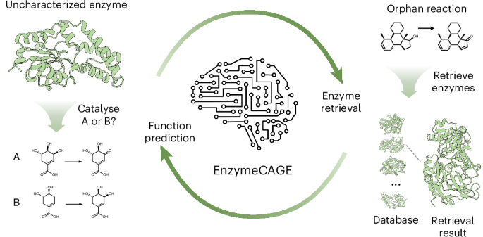 A geometric foundation model for enzyme retrieval with evolutionary insights - Nature Catalysis